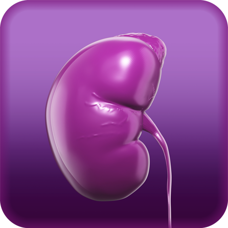 Urinary System